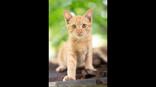 Cute little cat's jumping attempt