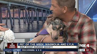 Pets of the Week predict Super Bowl winner