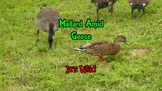 Mallard Amid Geese
