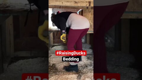 Raising Backyard Ducks | Bedding #shorts