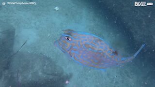 Amazing moment cowfish changes color