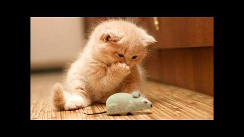 Awesome SO Cute Cat ! Cute and Funny Cat Videos to Keep You Smiling! 🐱