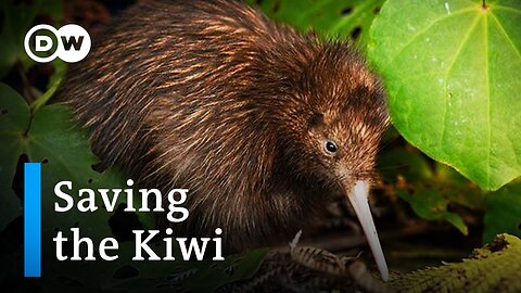 Saving the Kiwi- Protecting New Zealand's national bird - DW Documentary