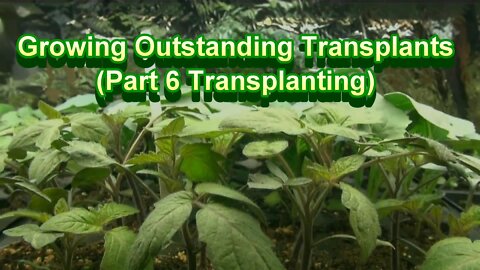 Growing Outstanding Transplants Part 6