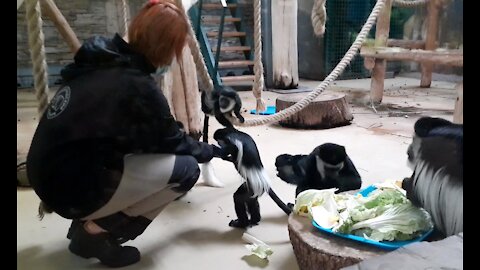 Feeding colobus monkeys