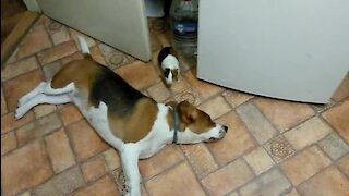 Guinea Pig Humorously Teases Her Doggy Best Friend