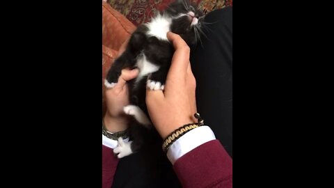 Kitten massage