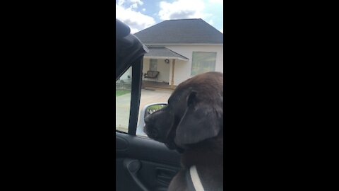 Bear goes for a ride