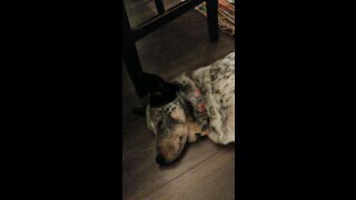 Sleepy Heeler Rowdy