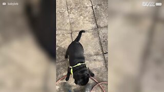 Dog loves to play with owner's feet