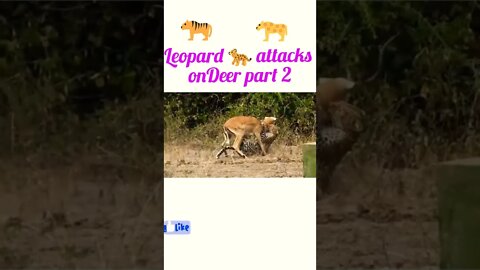 Leopard attacks on Deer 🦌#shorts #shortsvideo #youtubeshorts