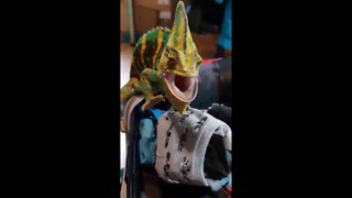Angry Chameleon Nafania bites an owner