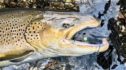 Brown Trout Caught and Released #shorts #trout #troutfishing #browntrout #browntroutfishing #fish