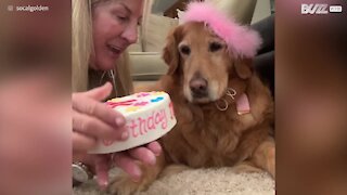 Ce chien se voit offrir un gâteau d'anniversaire