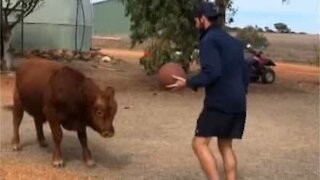 Bull plays basketball with owner
