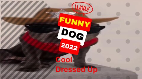 🤣Funny Dogs Dress Up 2022 Video Clips #shorts