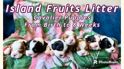 Island Fruits Litter | Cavalier Puppies From Birth To 8 Weeks