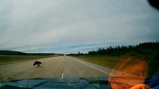 Pequeno urso atravessa estrada em frente a veículo