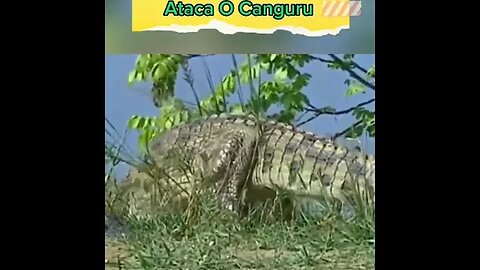 Quando O Crocodilo Ataca O Canguru #shorts