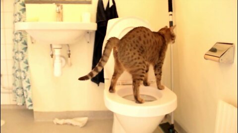DUMB Cat Tries To Use Toilet And Fail 😂