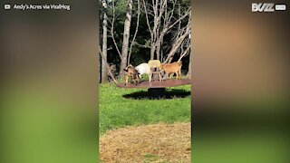 Ces chèvres naines s'amusent dans le jardin
