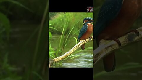 The Kingfisher Facts #shorts #interestingfacts #animals