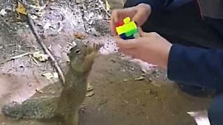 Squirrel tries to steal boy's Rubik's cube!