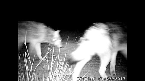 Night Time Wolves followed by Spooky Eyes at Video End