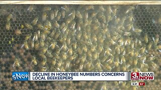 Honeybee Decline