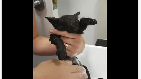 Rescued Kitten Surprisingly Loves Her First Bath