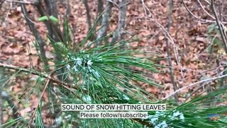 Peaceful Sound | Snow CAUGHT