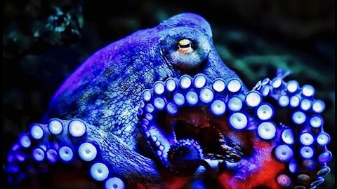 Why Octopus Blood Is BLUE