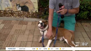 Billy is an English Bulldog and pet of the week