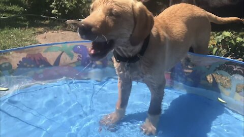 Adventurous puppy has lots of fun splashing around in his paddling pool