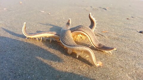 Fascinating Starfish Walking on the Beach