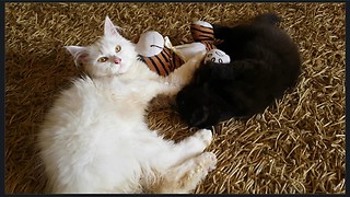 Kittens Engage In An Epic Battle For Tiger Toy Dominance