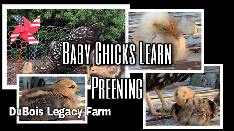18 Day Old Baby Chicks Learn to Preen Their Brand New Feathers