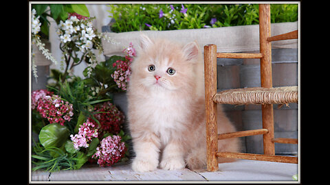 Cream-Colored Persian Kitten: Pure Adorableness! 😍