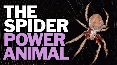 The Spider Power Animal
