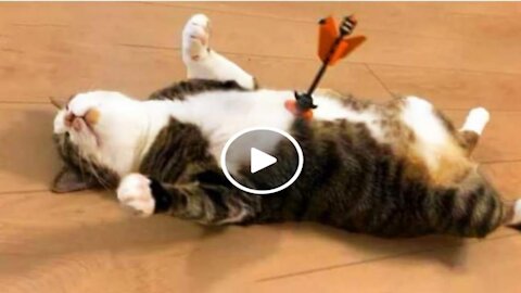 Funny Cats Don't try to stop laughing Funniest Cats Ever comedy videos
