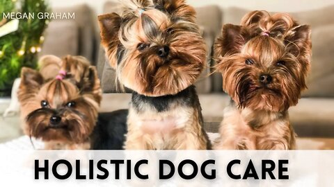 Holistic Dog Care | Yorkie 101
