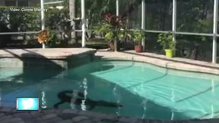 Sarasota couple finds 300-pound gator in their swimming pool