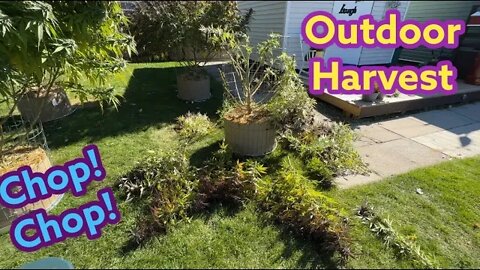 Outdoor Harvest - Indoor plants update