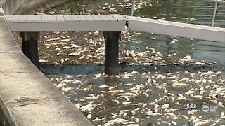 St. Pete leaders beg for state help with overwhelming red tide cleanup