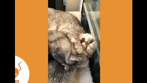 Funny cute cats playing with eachother
