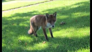 Injured fox approaches people in the hope of food