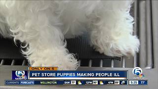 Pet store puppies making people ill