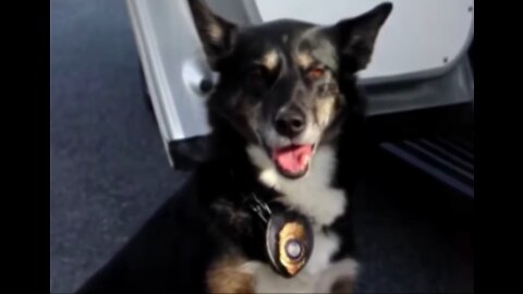 Pup no one wanted becomes hero police dog