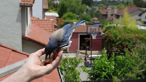 scrub jay 50mm 120fps played at 30pfs and slowed by 20% (not for the impatient)