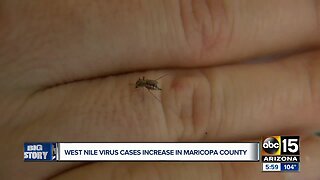 West Nile cases increase in Maricopa County